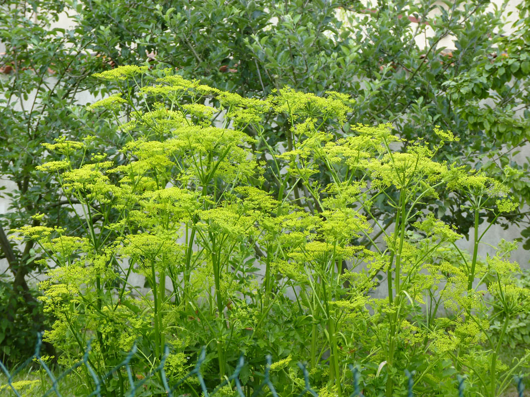 Pastinaca sativa ssp sylvestris